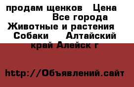 продам щенков › Цена ­ 15 000 - Все города Животные и растения » Собаки   . Алтайский край,Алейск г.